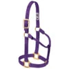 Weaver Leather - Original Non-Adjustable Halter, Purple, 1 Inch Small Horse Or Weanling Draft