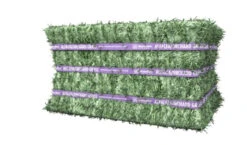 Standlee Orchard Grass Compressed Bale (Available For In Store