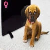 Cozy Pet Warmer Radiant Heating Panel
